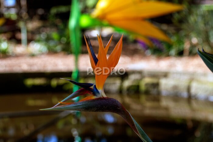 Papier peint  Bird of Paradise (Strelitzia reginae) flower