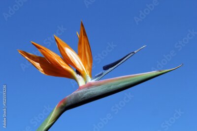 Papier peint  Bird Of Paradise (Strelitzia reginae) flower against a clear blue sky background