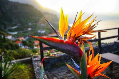 Papier peint  Bird of paradise (strelitzia reginae) flower blooming above the village of Ponta Delgada on the north coast of Madeira island (Portugal) in the Atlantic Ocean