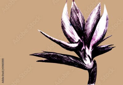 Papier peint  Bird of paradise (Strelitzia reginae) flower isolated on beige background. Hand drawn botanical illustration, exotic tropical plant. Graphic style design element. For greeting card, invitation, print.