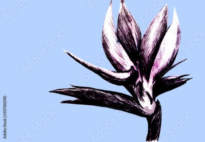 Papier peint  Bird of paradise (Strelitzia reginae) flower isolated on blue background. Hand drawn botanical illustration, exotic tropical plant. Graphic style design element. For greeting card, invitation, print.
