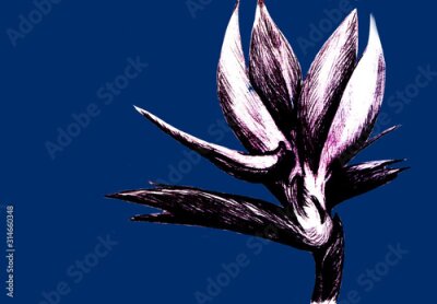 Papier peint  Bird of paradise (Strelitzia reginae) flower isolated on blue background. Hand drawn botanical illustration, exotic tropical plant. Graphic style design element. For greeting card, invitation, print.