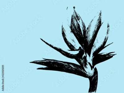 Papier peint  Bird of paradise (Strelitzia reginae) flower isolated on blue background. Hand drawn botanical illustration, exotic tropical plant. Graphic style design element. For greeting card, invitation, print.