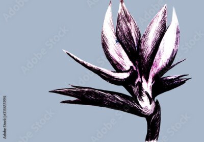 Papier peint  Bird of paradise (Strelitzia reginae) flower isolated on gray background. Hand drawn botanical illustration, exotic tropical plant. Graphic style design element. For greeting card, invitation, print.