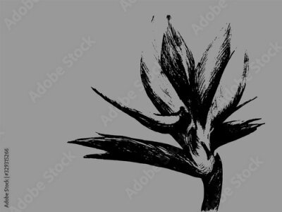 Papier peint  Bird of paradise (Strelitzia reginae) flower isolated on gray background. Hand drawn botanical illustration, exotic tropical plant. Graphic style design element. For greeting card, invitation, print.