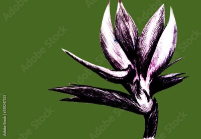 Papier peint  Bird of paradise (Strelitzia reginae) flower isolated on green background. Hand drawn botanical illustration, exotic tropical plant. Graphic style design element. For greeting card, invitation, print.