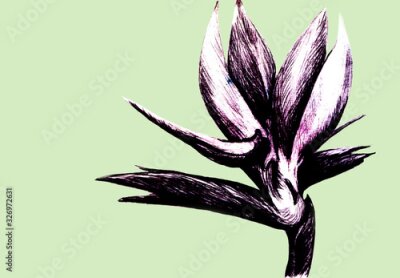 Papier peint  Bird of paradise (Strelitzia reginae) flower isolated on green background. Hand drawn botanical illustration, exotic tropical plant. Graphic style design element. For greeting card, invitation, print.