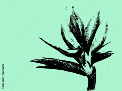 Papier peint  Bird of paradise (Strelitzia reginae) flower isolated on light background. Hand drawn botanical illustration, exotic tropical plant. Graphic style design element. For greeting card, invitation, print.