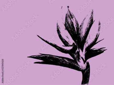 Papier peint  Bird of paradise (Strelitzia reginae) flower isolated on light background. Hand drawn botanical illustration, exotic tropical plant. Graphic style design element. For greeting card, invitation, print.