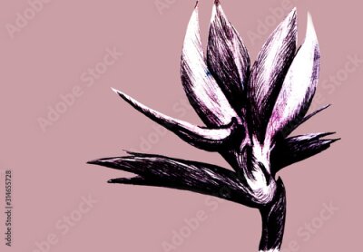 Papier peint  Bird of paradise (Strelitzia reginae) flower isolated on pink background. Hand drawn botanical illustration, exotic tropical plant. Graphic style design element. For greeting card, invitation, print.