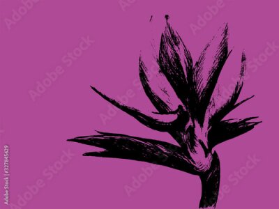 Papier peint  Bird of paradise (Strelitzia reginae) flower isolated on pink background. Hand drawn botanical illustration, exotic tropical plant. Graphic style design element. For greeting card, invitation, print.