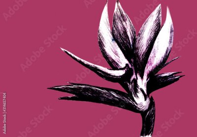 Papier peint  Bird of paradise (Strelitzia reginae) flower isolated on red background. Hand drawn botanical illustration, exotic tropical plant. Graphic style design element. For greeting card, invitation, print.