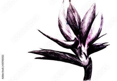 Papier peint  Bird of paradise (Strelitzia reginae) flower isolated on white background. Hand drawn botanical illustration, exotic tropical plant. Graphic style design element. For greeting card, invitation, print.