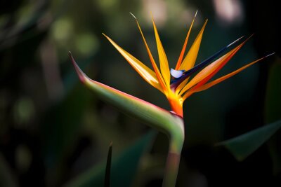 Papier peint  Bird of Paradise (Strelitzia reginae) - Flower native to South Africa - Known for its unique, bird-like shape and vibrant colors. A symbol of freedom and magnificence (Generative AI)