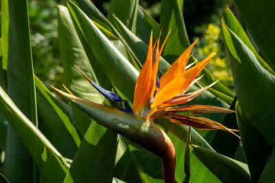 Papier peint  Bird of paradise (strelitzia reginae) flower opening 