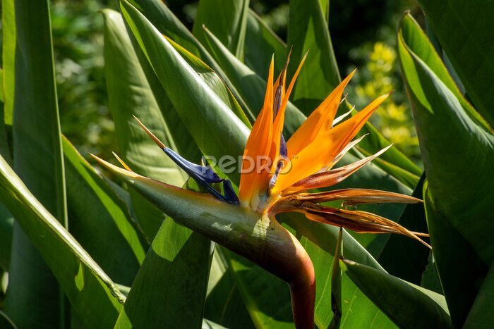 Papier peint  Bird of paradise (strelitzia reginae) flower opening 