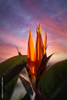 Papier peint  Bird of Paradise, Strelitzia reginae, flower with pretty clouds in the background. Laguna Beach, California.
