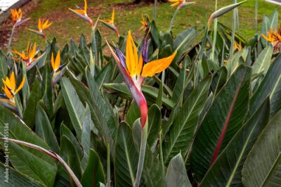 Papier peint  Bird of paradise (strelitzia reginae) flowers