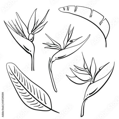 Papier peint  Bird of paradise, strelitzia reginae flowers and leaves. Hand drawn black line sketch of tropical flowers and leaves isolated on white background. Vector illustration