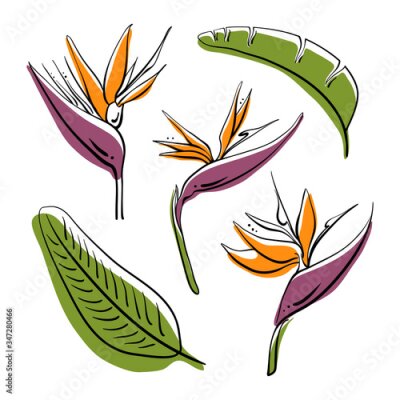 Papier peint  Bird of paradise, strelitzia reginae flowers and leaves. Hand drawn colorful sketch of tropical flowers and leaves isolated on white background. Vector illustration