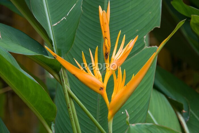 Papier peint  Bird of Paradise (Strelitzia reginae) flowers in bloom.