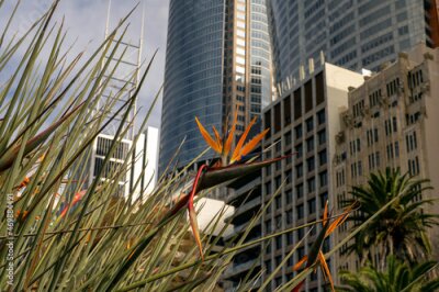 Papier peint  Bird of paradise (strelitzia reginae) flowers with office towers in background