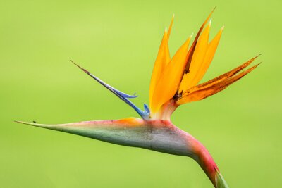 Papier peint  Bird of paradise (Strelitzia reginae) from Costa Rica