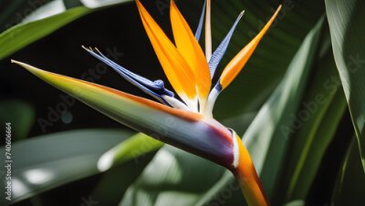 Papier peint  Bird of Paradise (Strelitzia reginae) Generative AI.