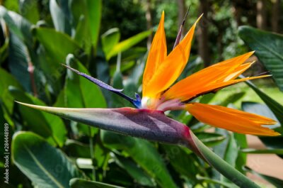Papier peint  Bird of Paradise (Strelitzia reginae) in Na Aina Kai Botanical Gardens and Sculpture Park, Kauai, Hawaii.