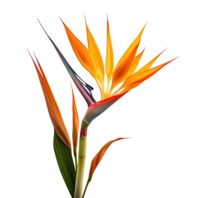 Papier peint  Bird of Paradise (Strelitzia reginae) object isolated png.