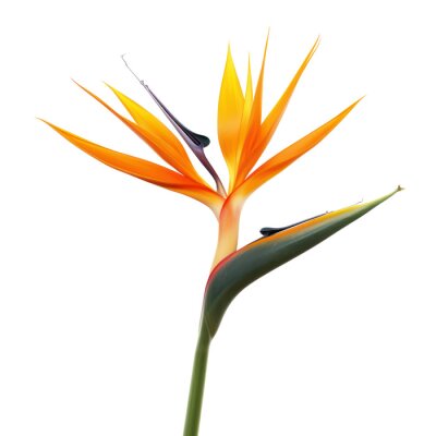 Papier peint  Bird of Paradise (Strelitzia reginae) object isolated png.