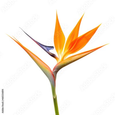 Papier peint  Bird of Paradise (Strelitzia reginae) object isolated png.