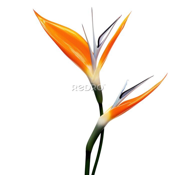 Papier peint  Bird of Paradise (Strelitzia reginae) object isolated png.
