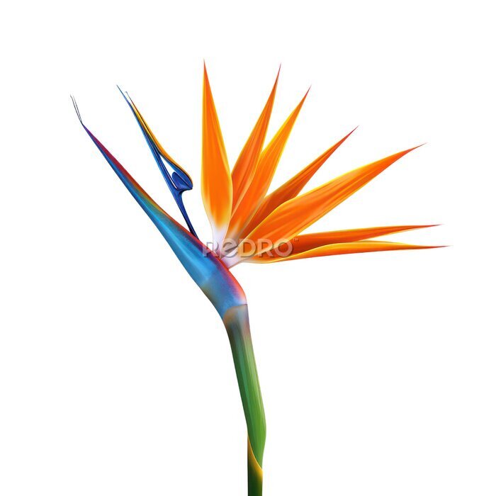 Papier peint  Bird of Paradise (Strelitzia reginae) object isolated png.