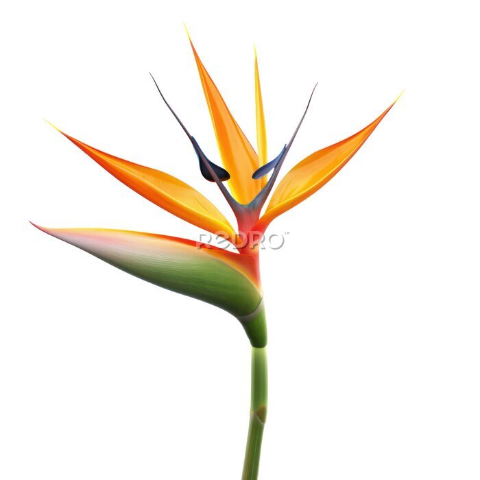 Papier peint  Bird of Paradise (Strelitzia reginae) object isolated png.