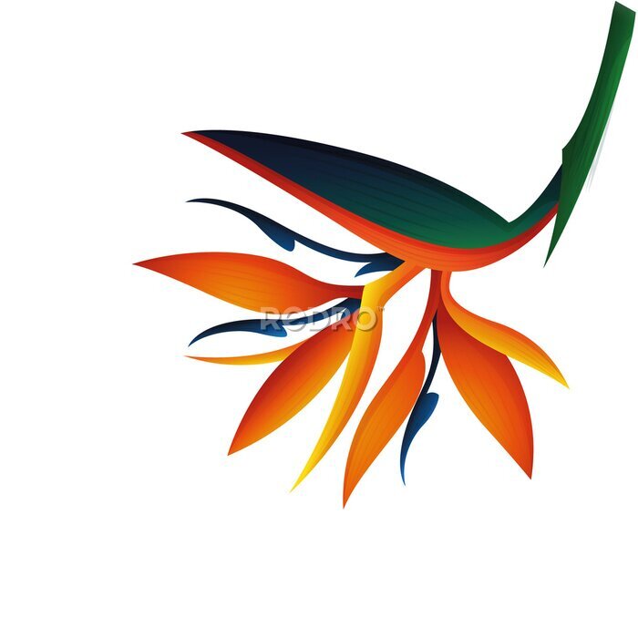 Papier peint  Bird of Paradise &quot;Strelitzia reginae&quot; object isolated white or transparent background; png.