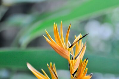 Papier peint  Bird of paradise, Strelitzia reginae or Sterliziaceae flower