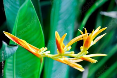 Papier peint  Bird of paradise, Strelitzia reginae or Sterliziaceae flower