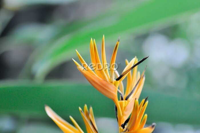 Papier peint  Bird of paradise, Strelitzia reginae or Sterliziaceae flower