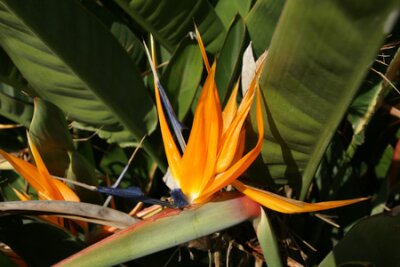Papier peint  Bird of Paradise, Strelitzia reginae, ornamental perennial herb with banana like smaller leaves and brilliant orange coloured flowers with bird like appearance, enclosed in spathe