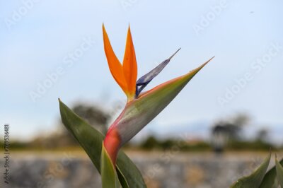 Papier peint  Bird of Paradise (Strelitzia reginae) plant in bloom