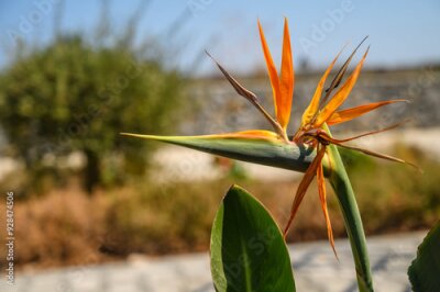 Papier peint  Bird of Paradise (Strelitzia reginae) plant in bloom