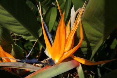 Papier peint  Bird of Paradise, Strelitzia reginae, plante herbacée vivace ornementale avec de la banane comme des feuilles plus petites et brillantes fleurs de couleur orange avec des oiseaux comme l'apparence, en