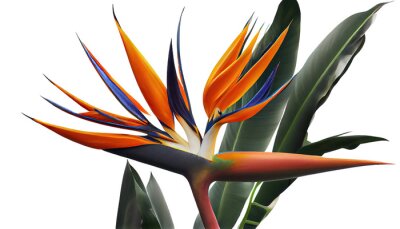 Papier peint  Bird of paradise, Strelitzia reginae, Striking tropical plant with colorful blooms, png, cutout