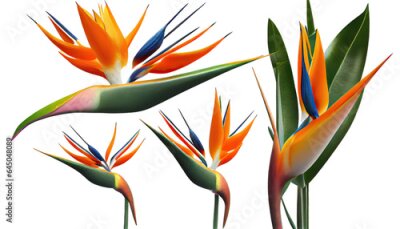 Papier peint  Bird of paradise, Strelitzia reginae, Striking tropical plant with colorful blooms, png, cutout