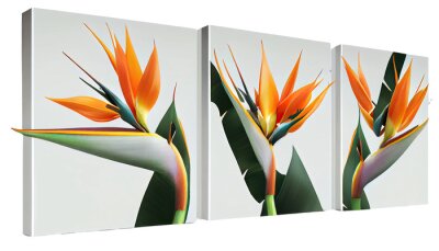 Papier peint  Bird of paradise, Strelitzia reginae, Striking tropical plant with colorful blooms, png, cutout