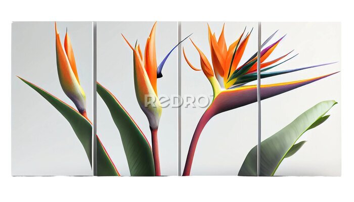 Papier peint  Bird of paradise, Strelitzia reginae, Striking tropical plant with colorful blooms, png, cutout