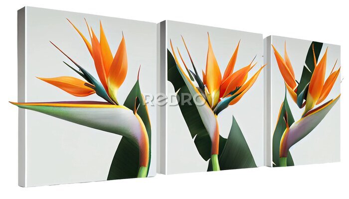 Papier peint  Bird of paradise, Strelitzia reginae, Striking tropical plant with colorful blooms, png, cutout