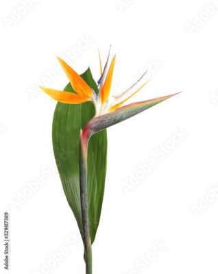 Papier peint  Bird of Paradise tropical flower isolated on white