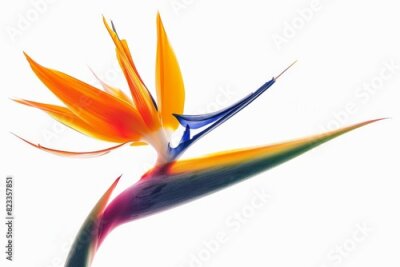 Papier peint  Bird of Paradise Tropical Flower Isolated, Strelitzia Bloom, Orange Exotic Bird Head Flower on White